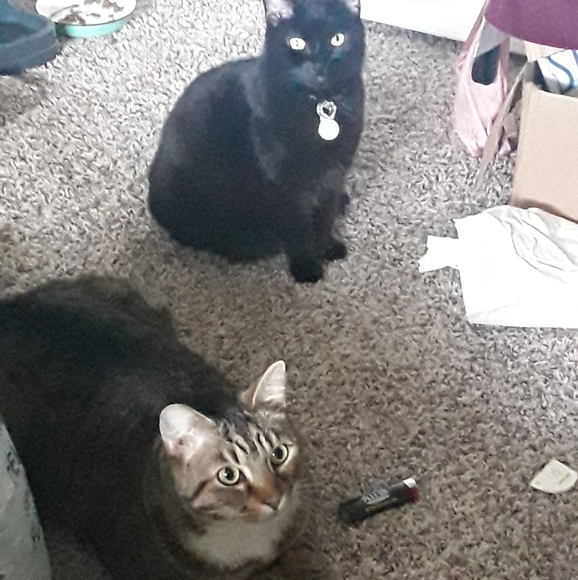 Other - DISCLAIMER: Pet Hair Beware!